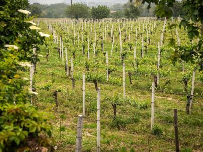 Vigneto verde con filari di viti e pali di sostegno.