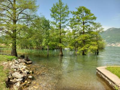 Trees in water near a lakeshore, surrounded by mountains.