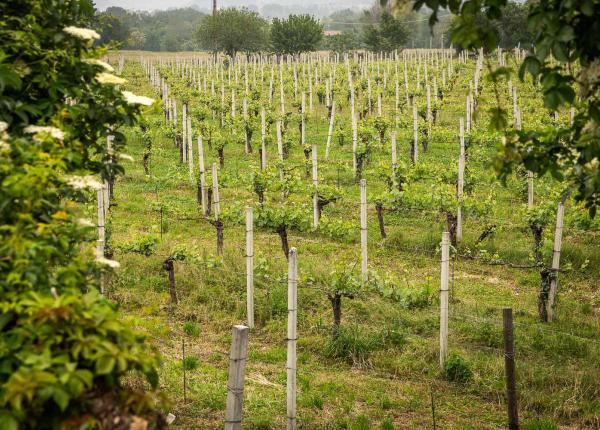 Vigneto verde con filari di viti e pali di sostegno.