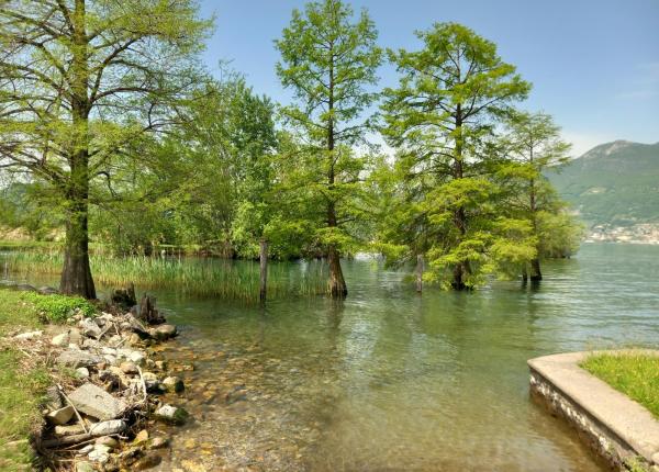 Trees in water near a lakeshore, surrounded by mountains.